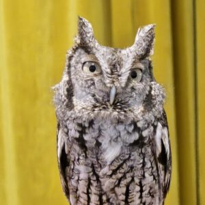 Grey and Black Owl