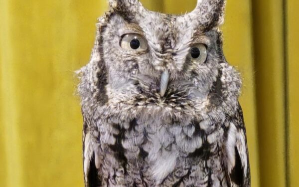 Grey and Black Owl