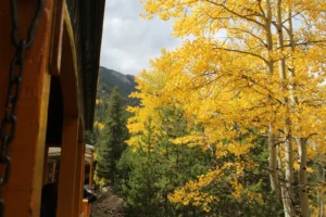 View from Georgetown Loop Railroad train window of brilliant golden fall aspen foliage in Colorado