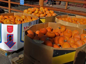 Boxes of orange pumpkins at Georgetown Loop Railroad station during Pumpkinfest fall event