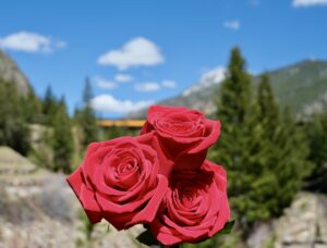 three red roses in front of green trees, mountains, and train in the background
