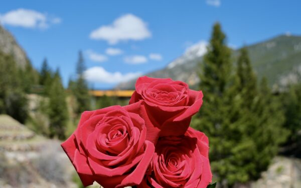 three red roses in front of green trees, mountains, and train in the background